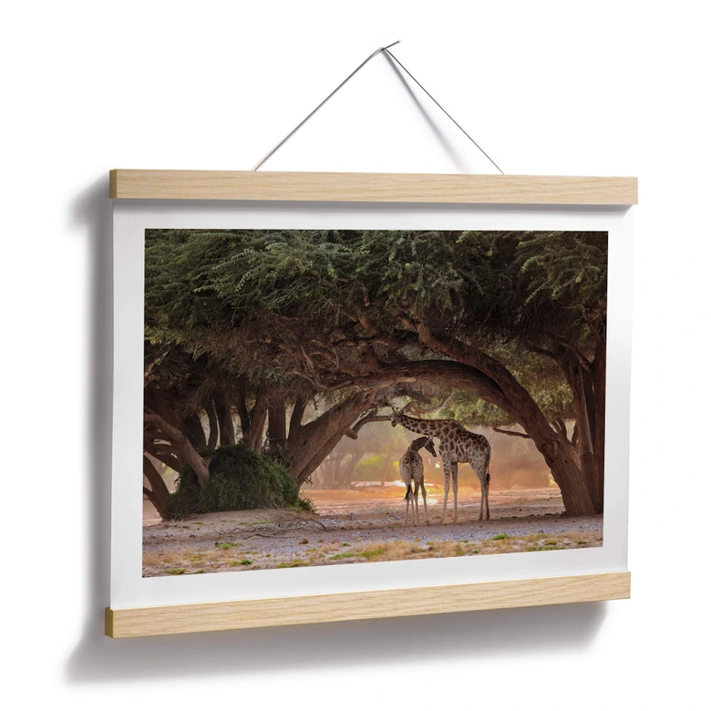 Poster D'Amico - Zwei Giraffen in Namibias Savanne 