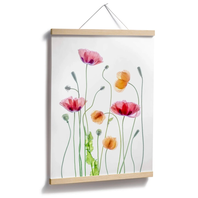 Poster Bunte Mohnblumen - Disher 