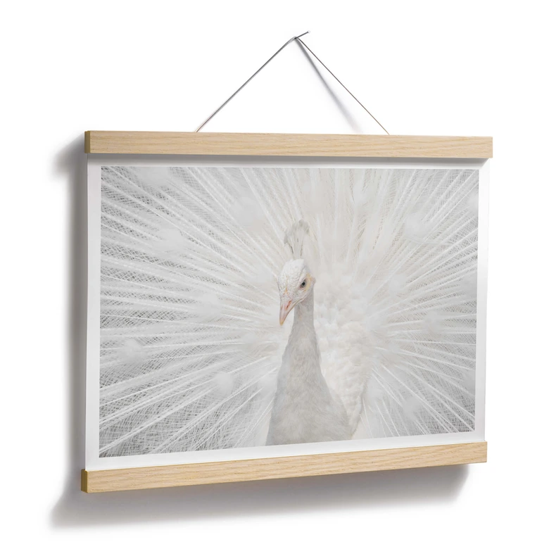 Póster Fegari - Pavo real blanco 
