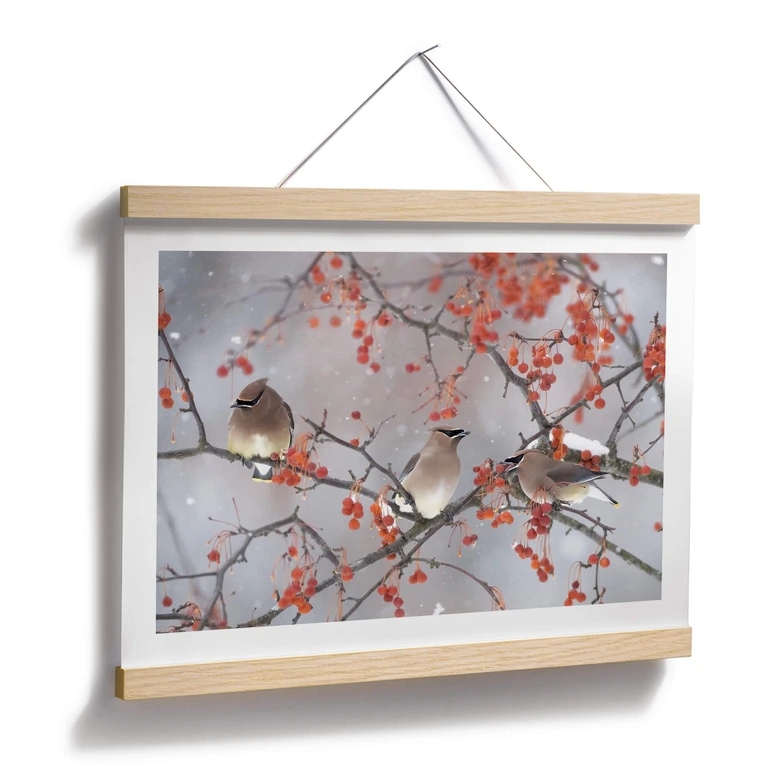 Poster Li - Drei Vögel in einer Winterlandschaft 