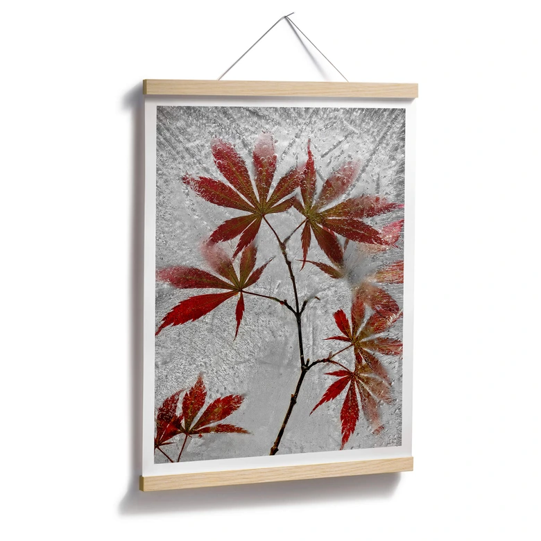 Poster Losada - Roter Ahorn 