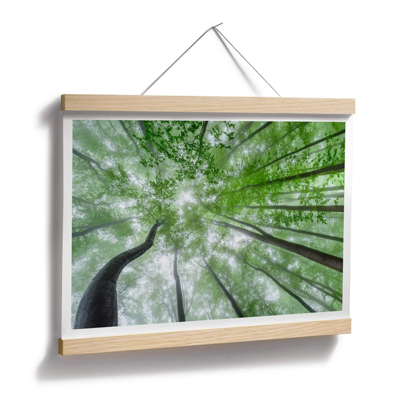 Poster Pavlasek - Grüne Baumkronen 