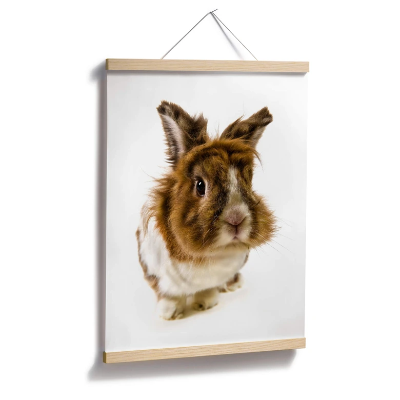 Poster Rabbit 