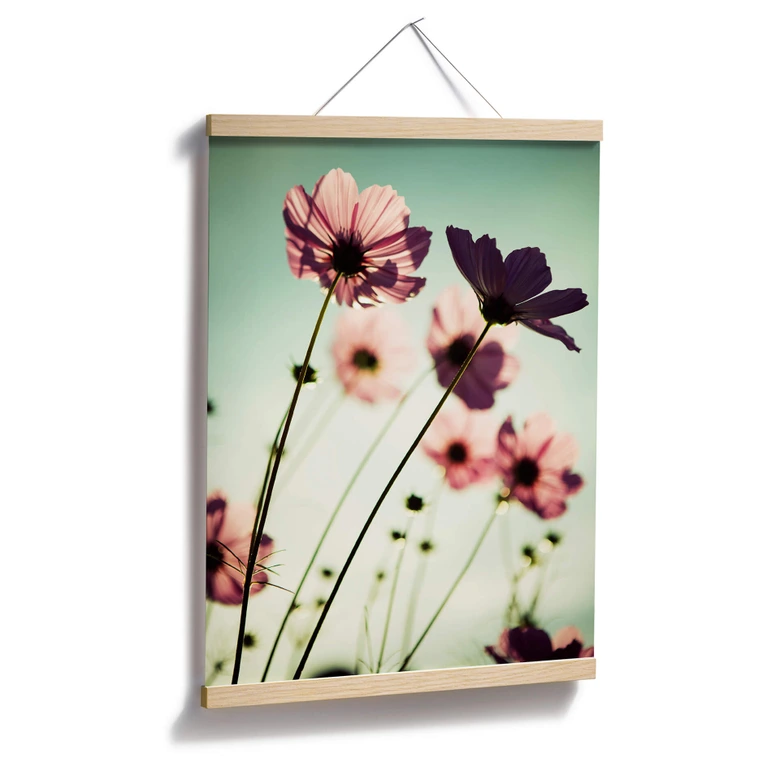 Poster Rosa Kosmeen 