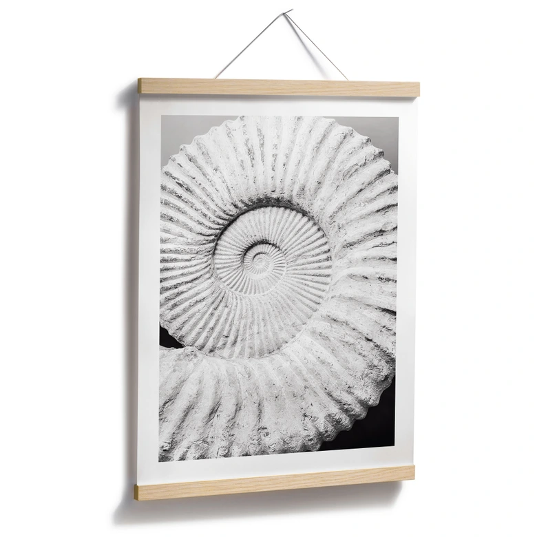 Poster Fossile Muschel - Shot by Clint 