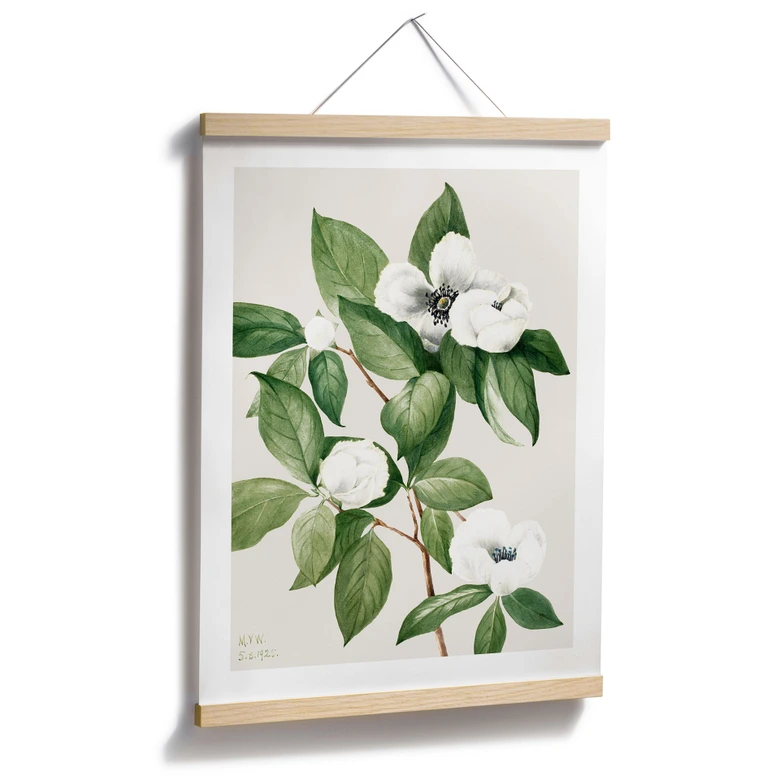 Poster Botanik Illustration einer Scheinkamelie - Walcott 