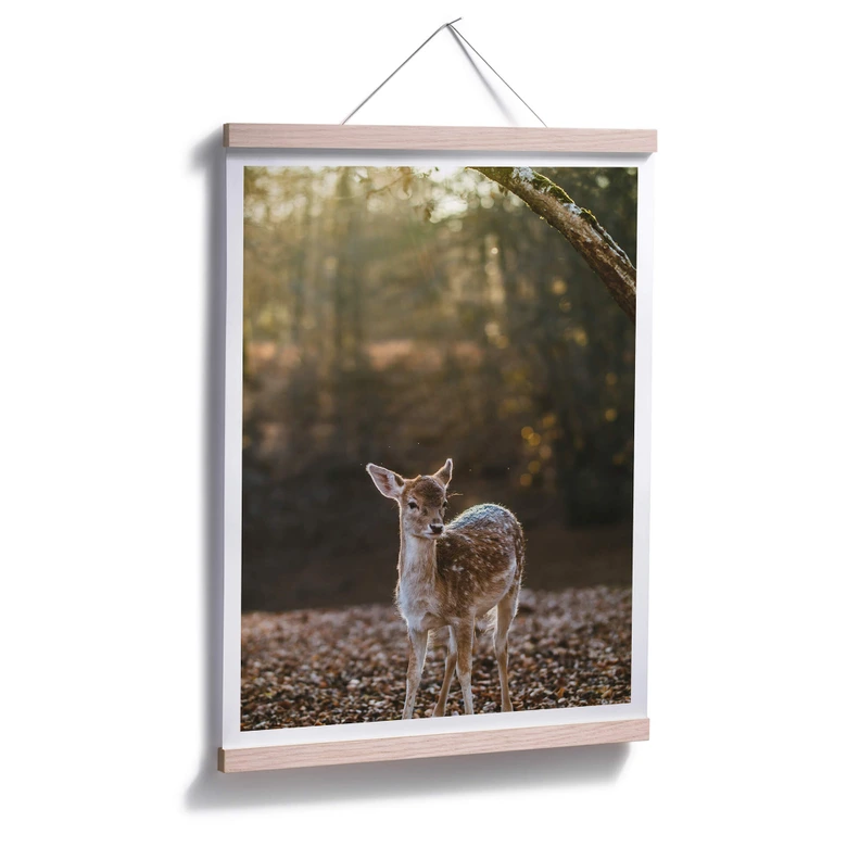 Poster Fawn 