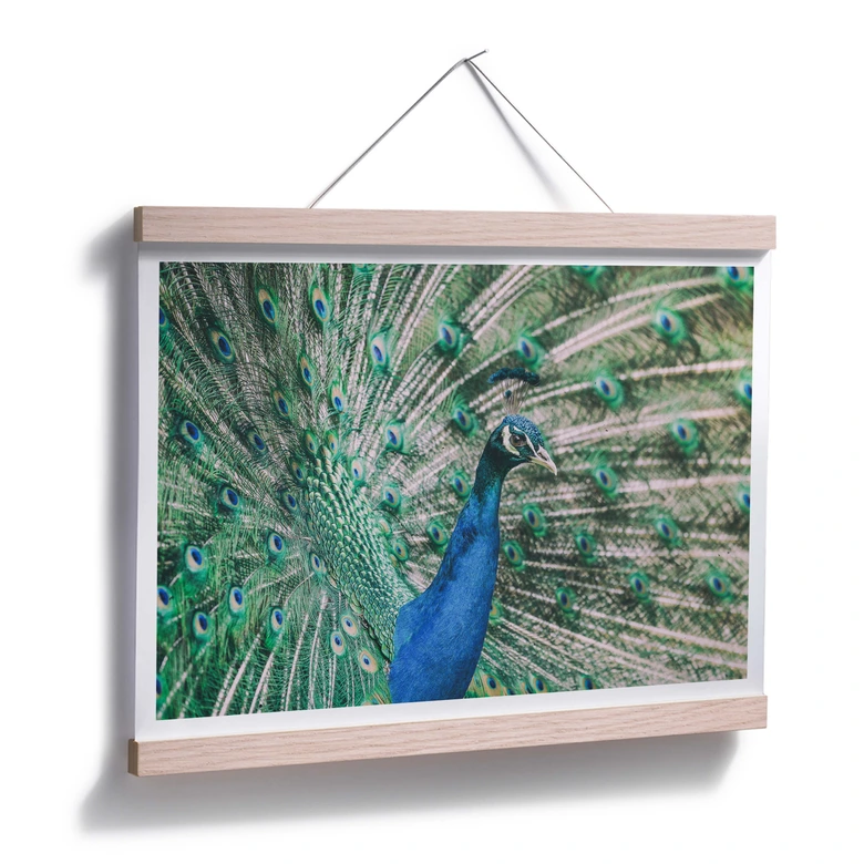 Poster Peacock 