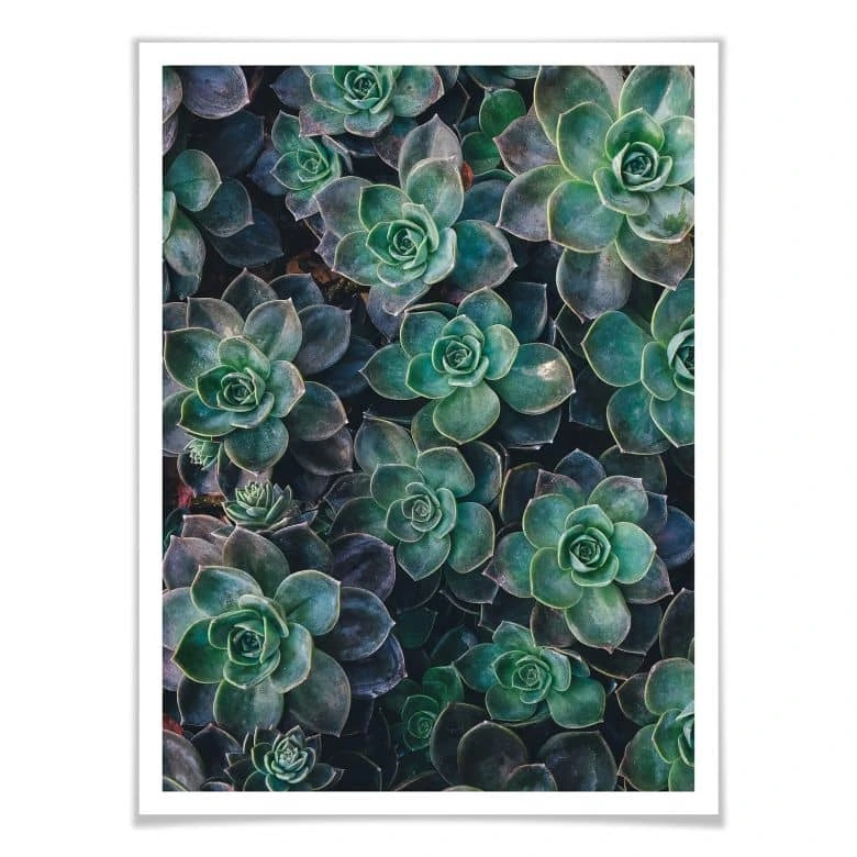 Poster Succulents 