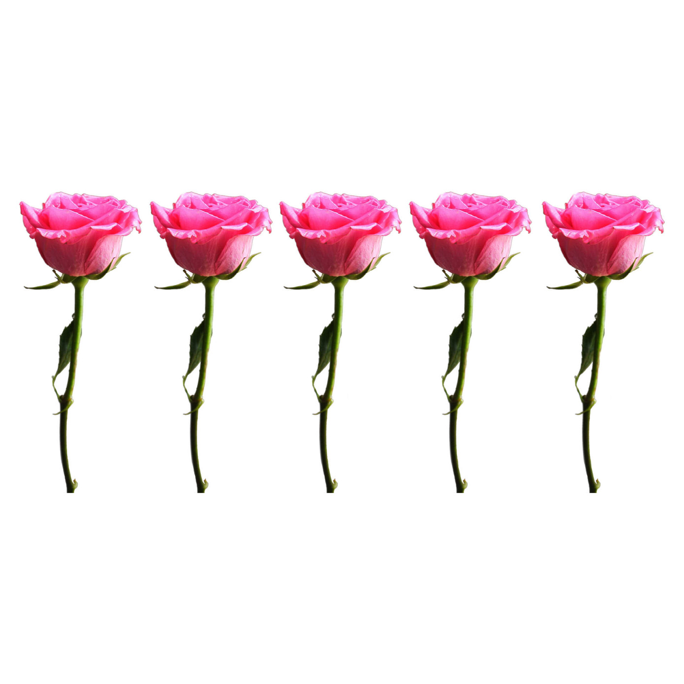 Wall border with roses