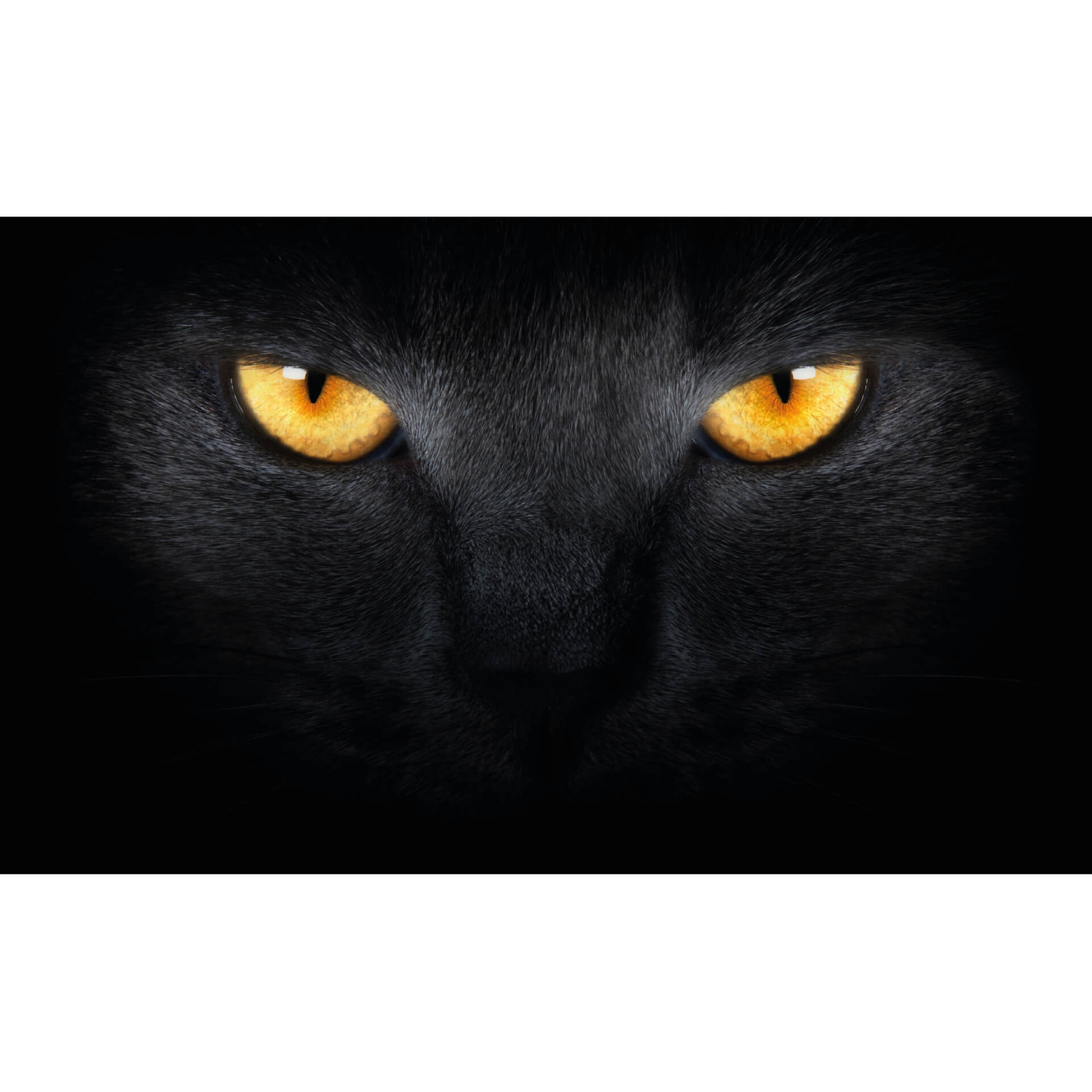 Cats Eyes Photo Wallpaper