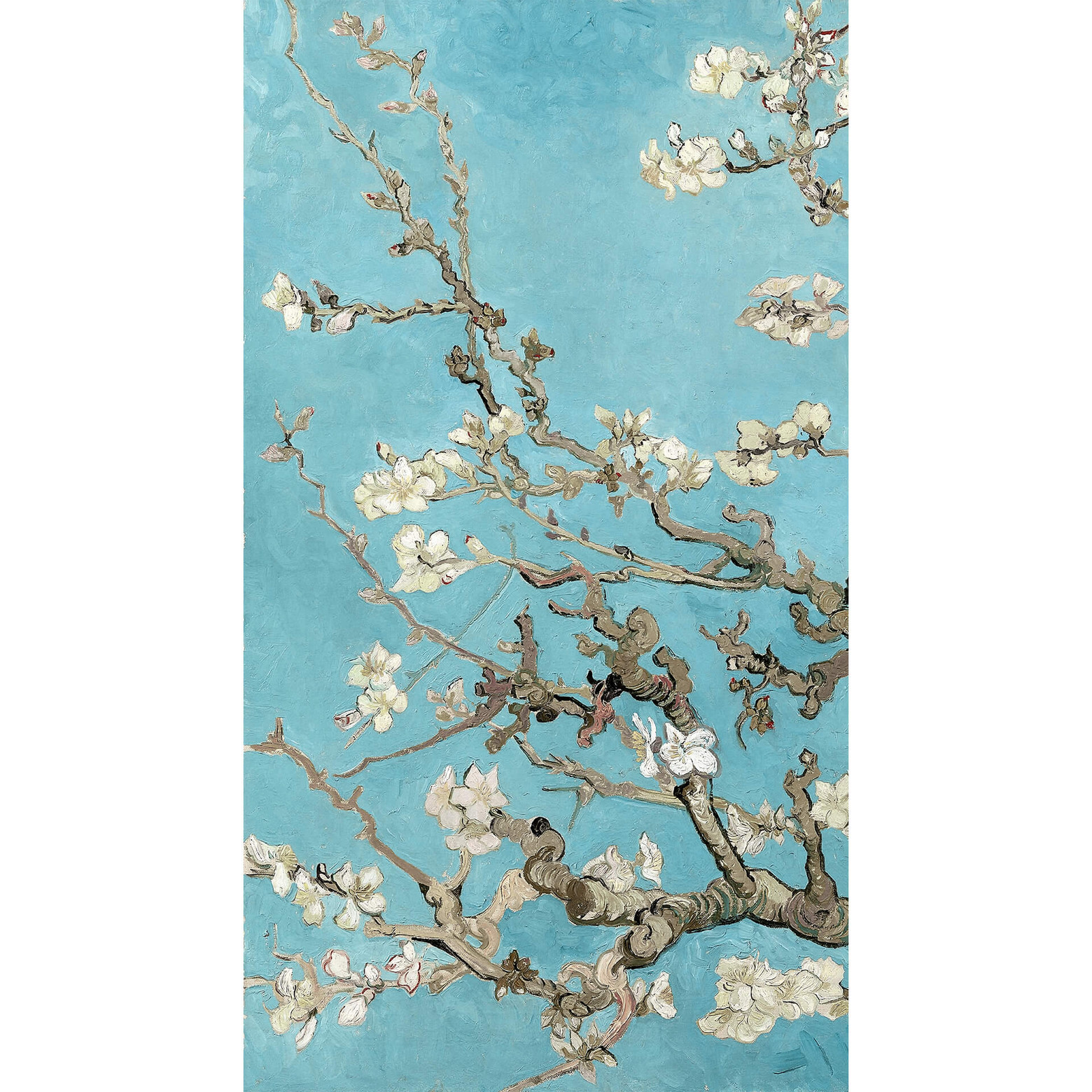 BOSKA Käsehobel Van Gogh Mandelblüte - Keramikgriff, Für Käse & Gemüse