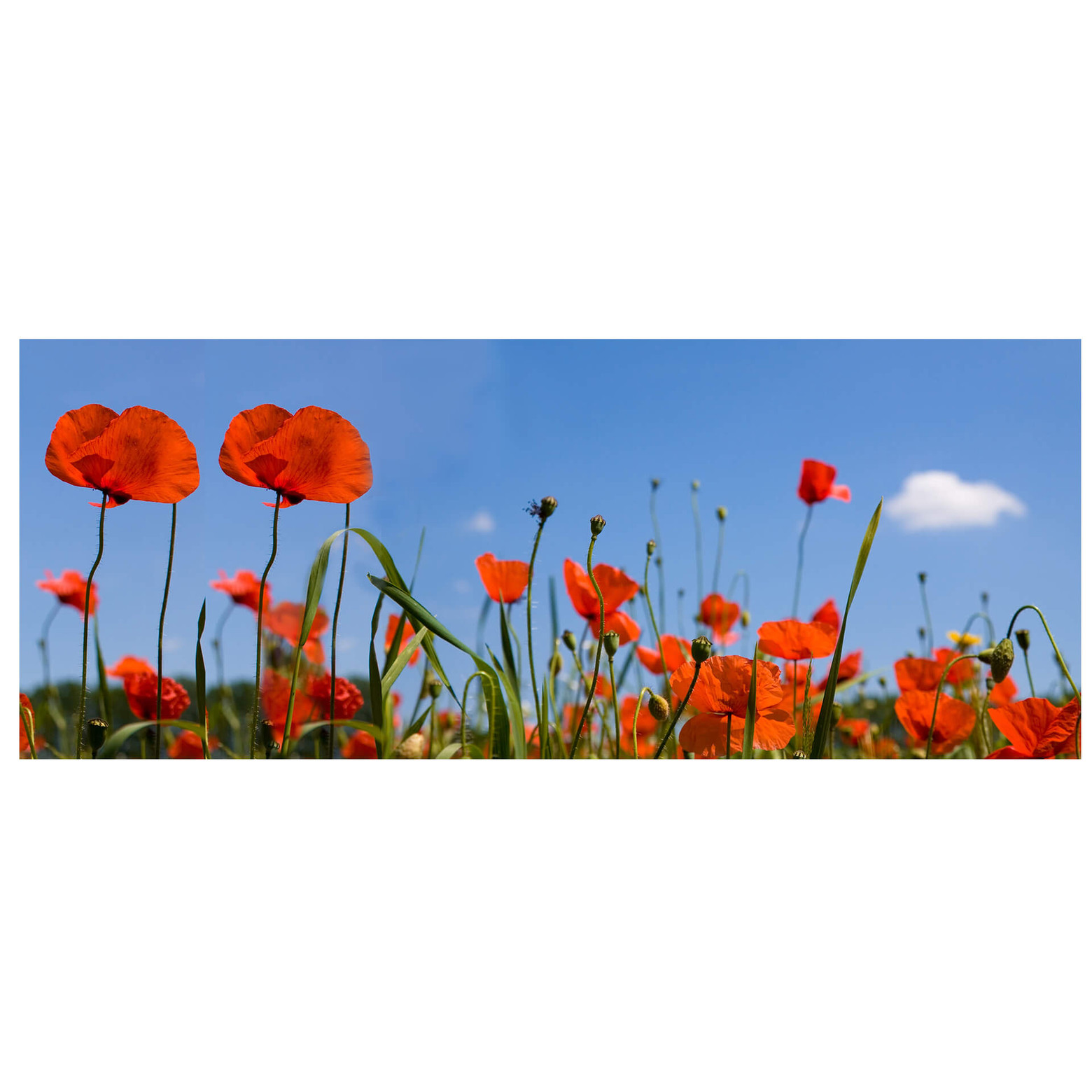 Border Red Poppy Wall sticker