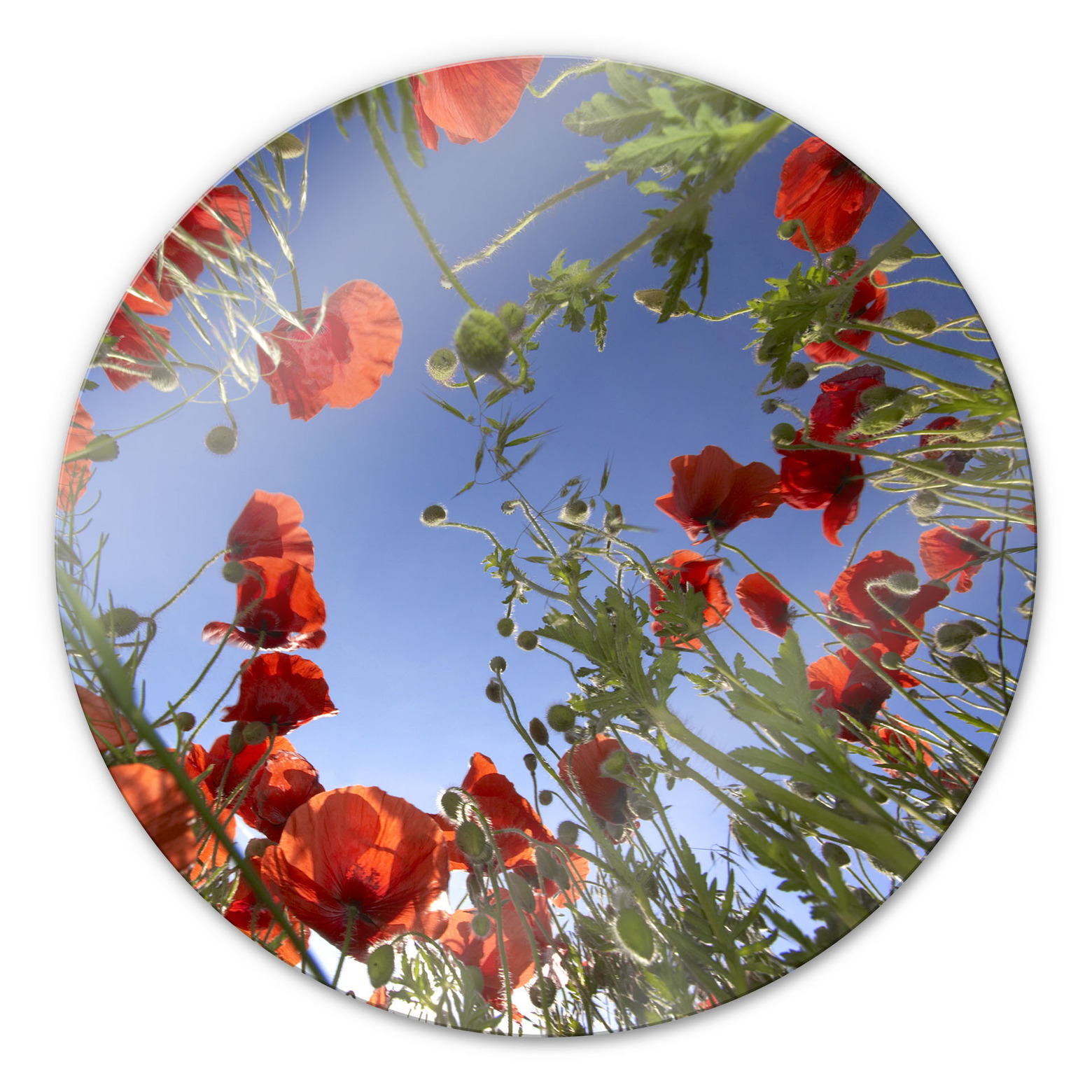 Tulup Tableau Sur Verre Trempé Image 100x50 - Pivoines Roses