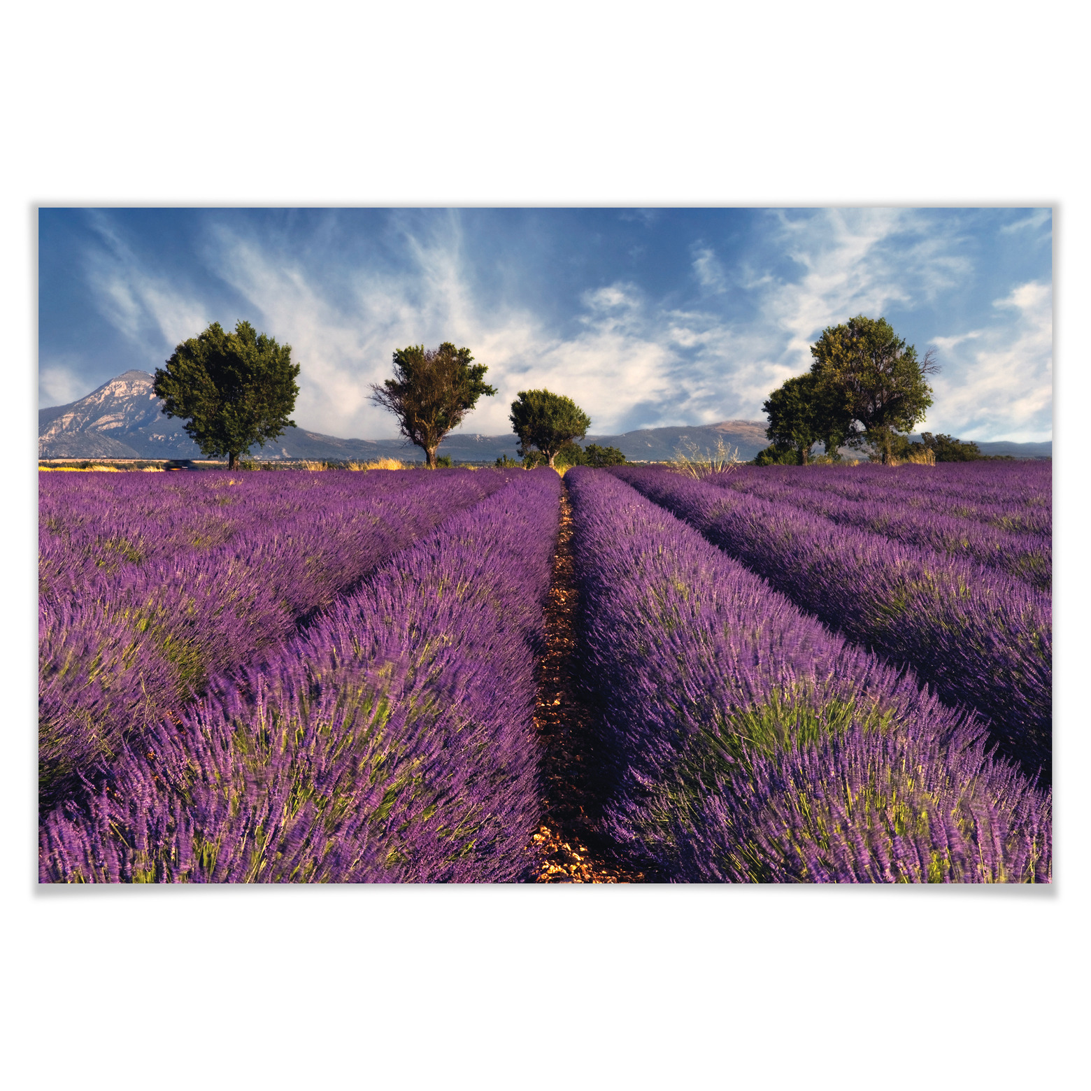 Poster Lavender field