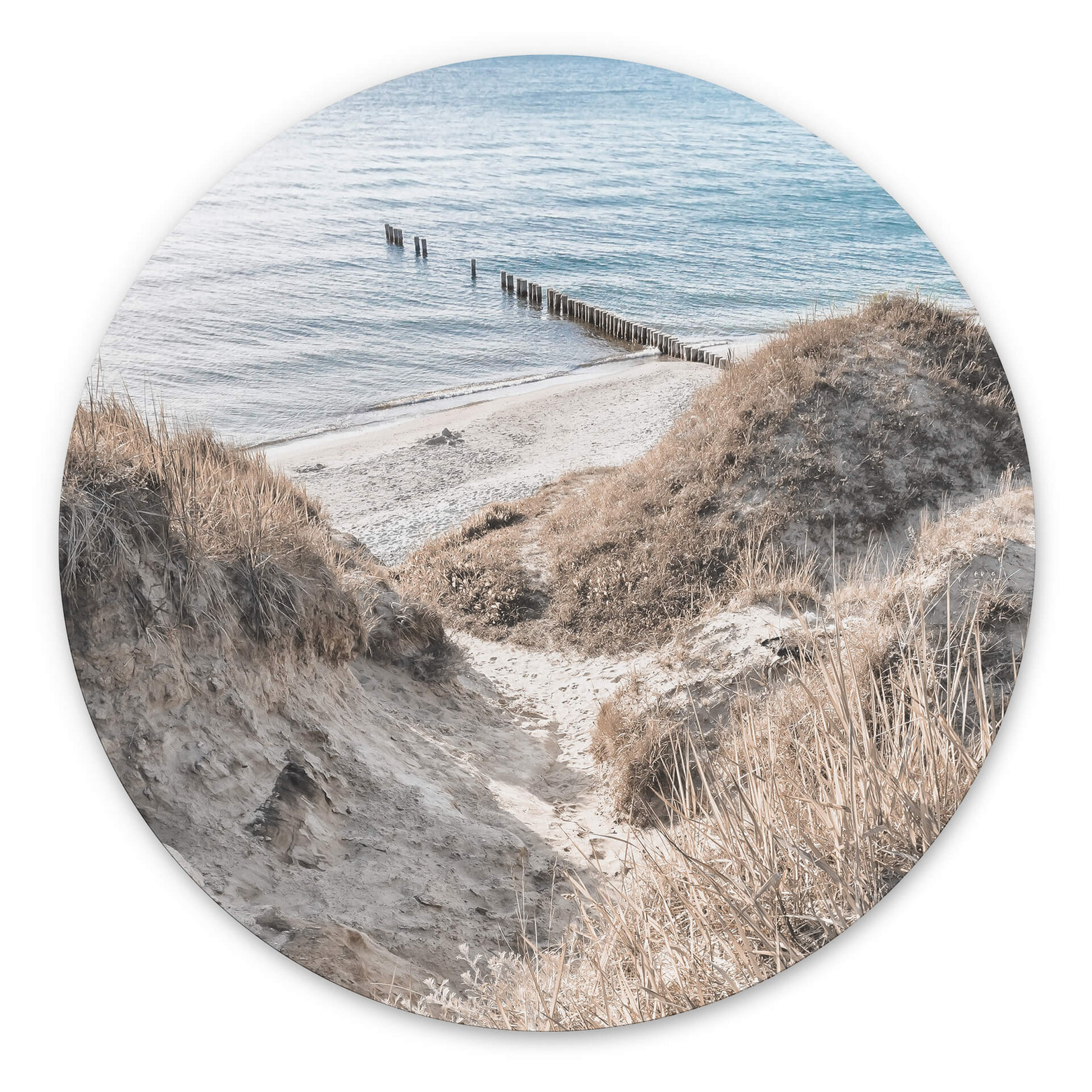 Tableau en Alu-Dibond - Coquelicots