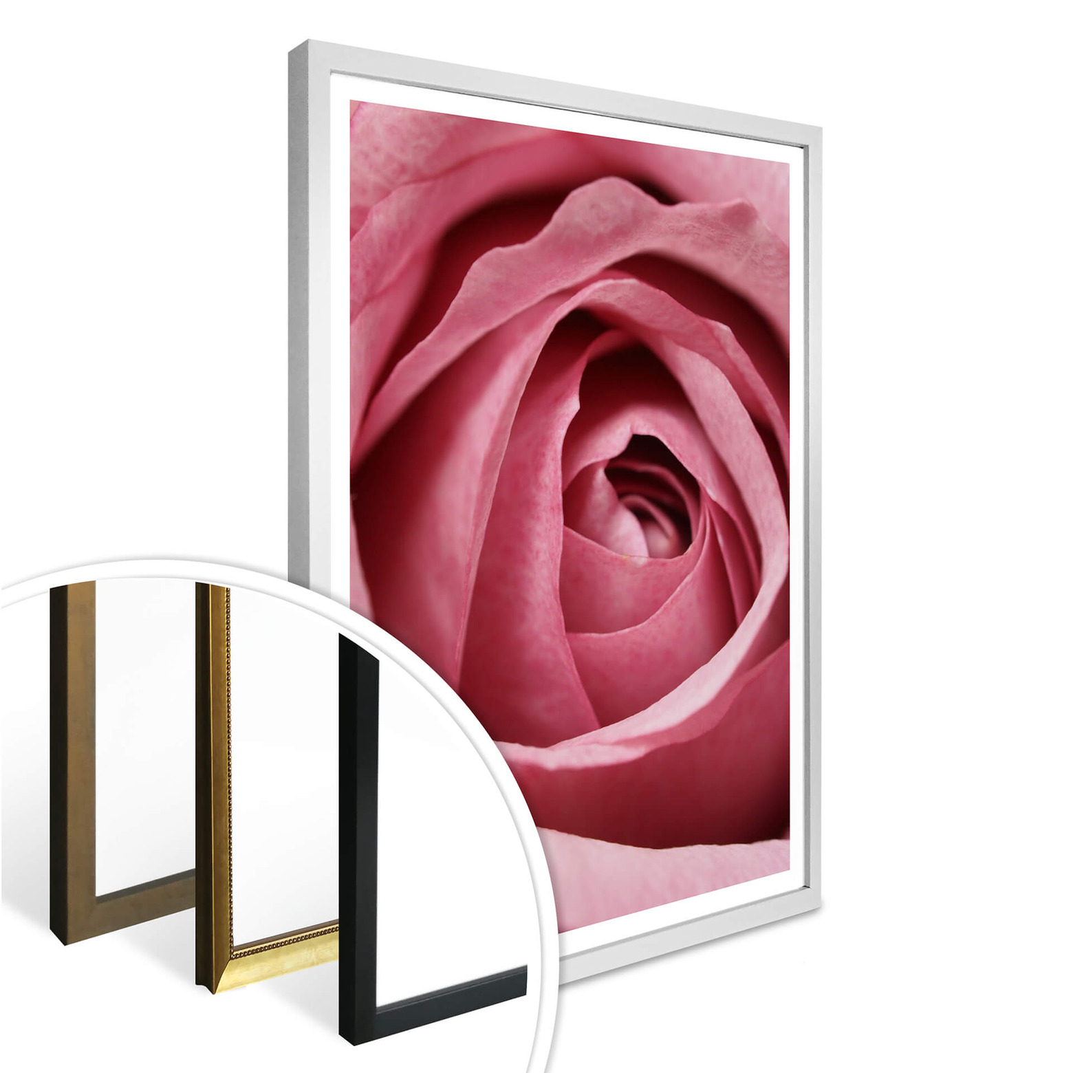 Poster Die rosa Rose | wall-art.de