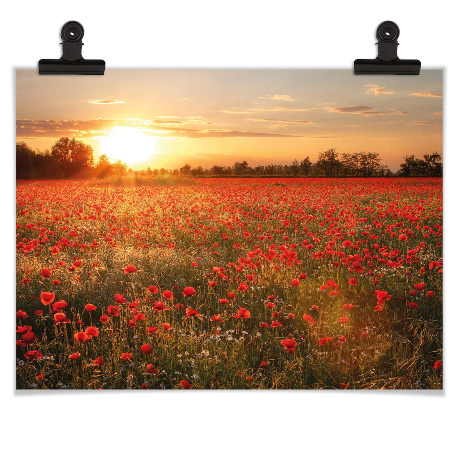 Porte-affiche Avec Affiche - Affiche Scolaire - Coucher De Soleil Coquelicots Rouge Fleurs Champ Nature 40x40 Cm Lattes Vierges