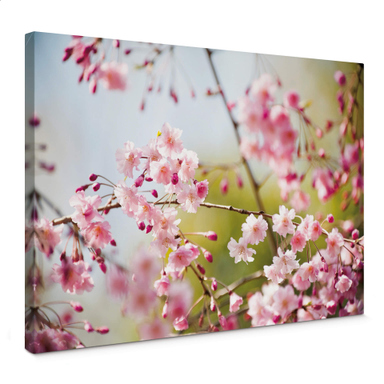 Tableau fleur de cerisier sur toile intissée horizontal