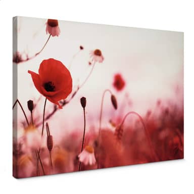 Tableau Tulup Sur Verre Trempé 60x120 Cm – Champ De Coquelicots, Rouge, Moderne, NEUF